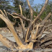 Tengragiri Wildlife Sanctuary